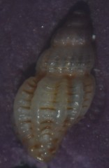 Cyrillia linearis
