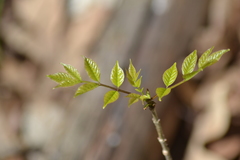 Fraxinus pennsylvanica subintegerrima