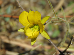 Chamaecrista hispidula