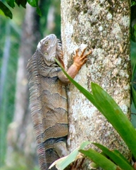 Iguana iguana
