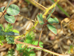 Chamaecrista hispidula