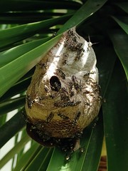 Polybia occidentalis