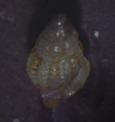 Cyrillia linearis