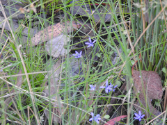 Wahlenbergia capillaris