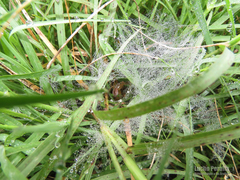 Diapontia uruguayensis