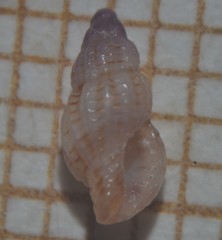 Cyrillia linearis