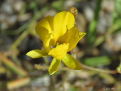 Chamaecrista hispidula