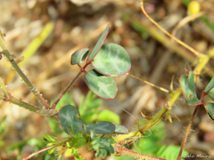 Chamaecrista hispidula