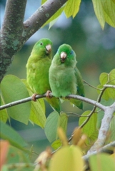 Forpus conspicillatus