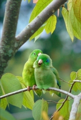 Forpus conspicillatus