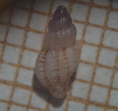 Cyrillia linearis
