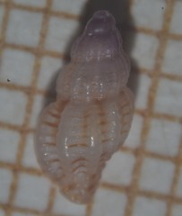 Cyrillia linearis