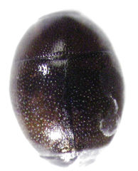 Acritus nigricornis