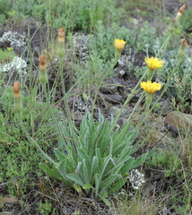 Leontodon biscutellifolius