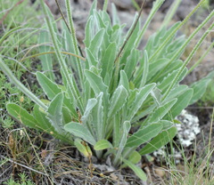 Leontodon biscutellifolius