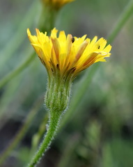 Leontodon biscutellifolius