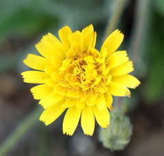 Leontodon biscutellifolius