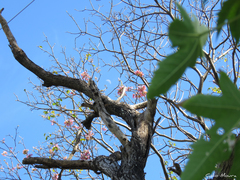 Handroanthus impetiginosus