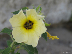 Protomeliturga turnerae