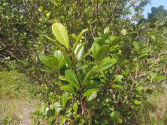 Myrcianthes fragrans