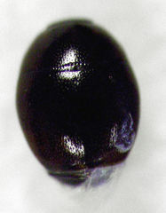 Acritus nigricornis