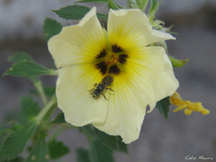 Protomeliturga turnerae
