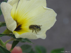 Protomeliturga turnerae