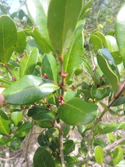 Myrcianthes fragrans