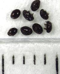 Acritus nigricornis
