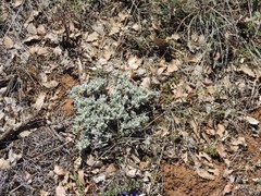 Teucrium gnaphalodes
