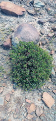 Ruschia uitenhagensis