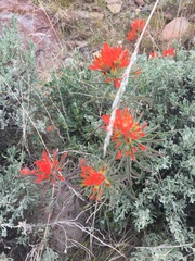 Castilleja chromosa