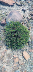 Ruschia uitenhagensis
