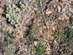 Teucrium gnaphalodes