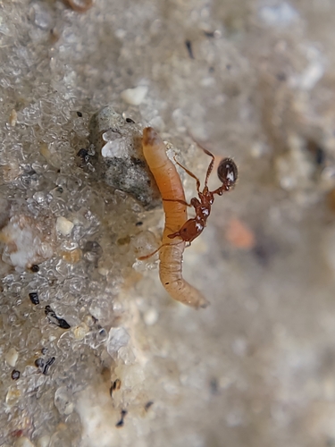 Red imported fire ant