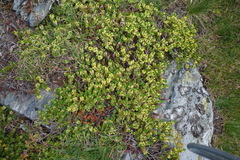 Thymelaea coridifolia