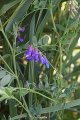 Vicia japonica