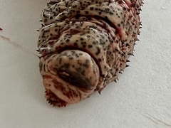 Cephenemyia phobifer