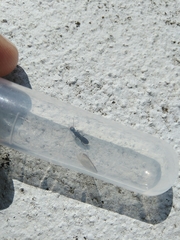Reticulitermes grassei
