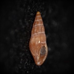 Mangeliidae