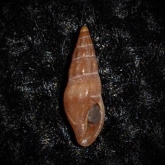 Mangeliidae