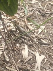 Stenocercus trachycephalus