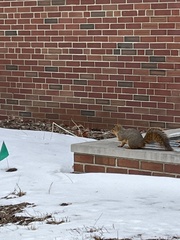 Sciurus niger