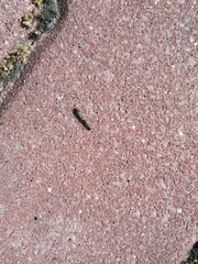 Reticulitermes grassei