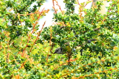 Phrygilus patagonicus