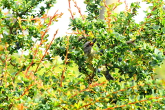 Phrygilus patagonicus