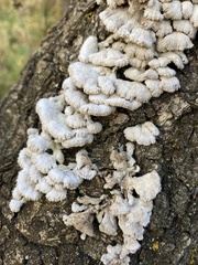 Schizophyllum commune