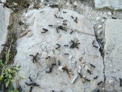 Reticulitermes grassei