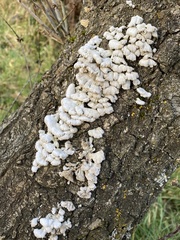 Schizophyllum commune