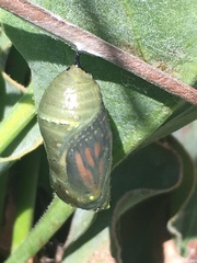 Danaus plexippus
